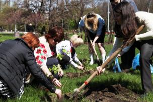 Щодо висадження кущів калини 27.04.2017